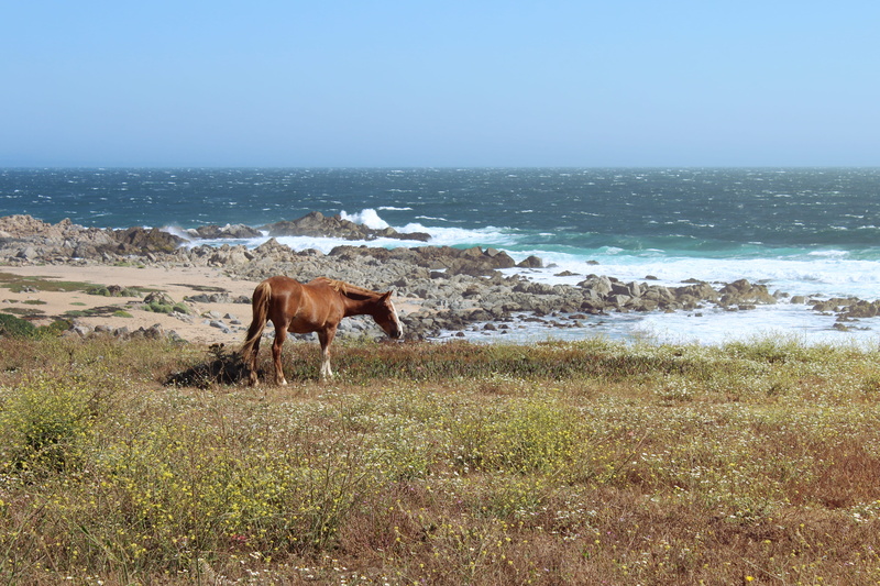 chile, horse, domestic animals, animal, animal themes, grass, pets, mammal, nature, horizon, vertebrate, sun, livestock, herbivorous, land, water, domestic