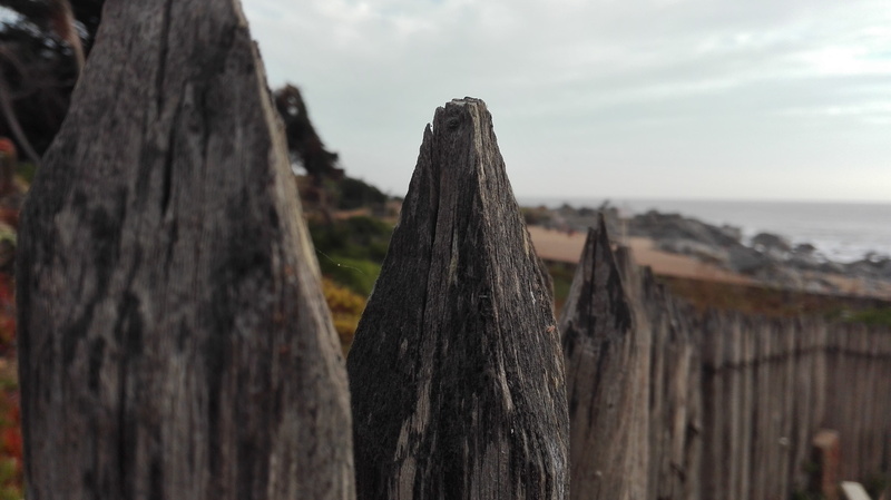 sea, beauty in nature, close-up, cloud - sky, no people, trunk, tranquility, day, tree, wood - material, isla negra, sky, 4K, nature, tree trunk, focus on foreground