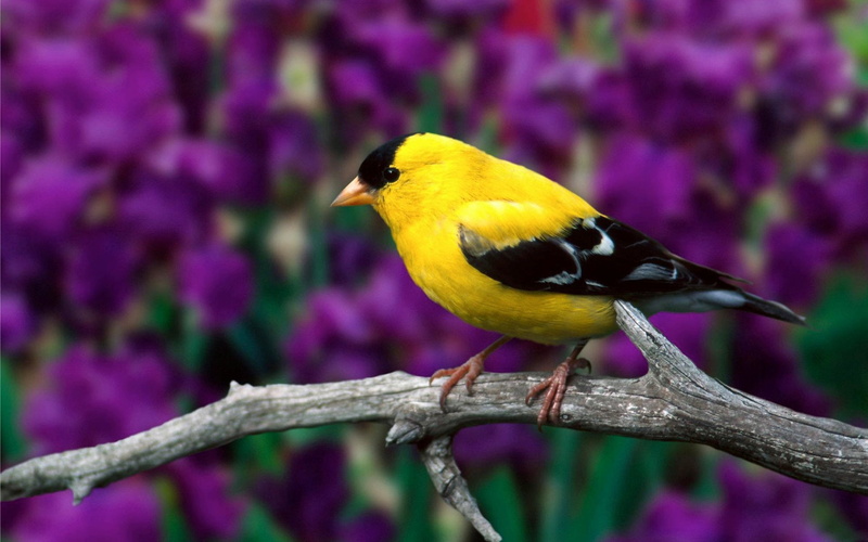 Amarillo, Ave, 1080P, Animales, Jilguero