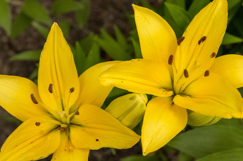 day, downers grove, fragility, flower head, focus on foreground, amarillo, springtime, freshness, jardín, amarillas, nature, flower, stamen, outdoors, no people