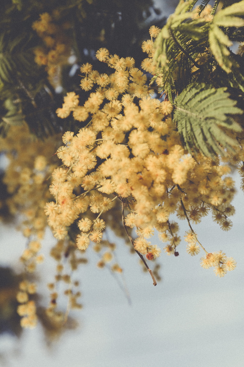 5K, yellow, growth, vulnerability, plant part, no people, leaf, outdoors, flowers, sky, day, selective focus, mimosas, yelow, flower, freshness, spain