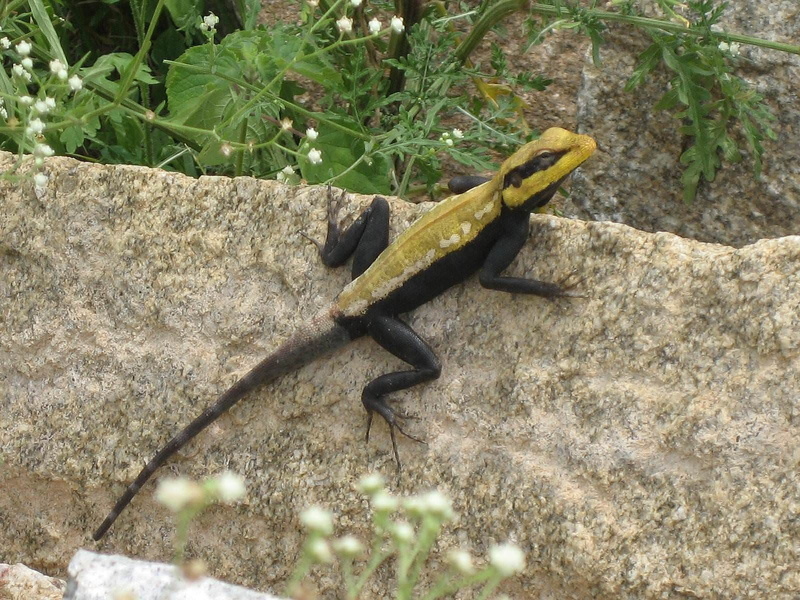 animales, negro, amarillo, salamandra, reptil, 720P