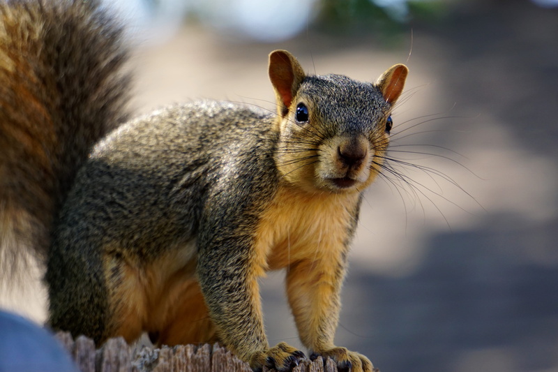 rodent, amarillo, animal themes, pets, looking at camera, close up, hair, selective focus, animal, animals in the wild, squirrel, day, mammal, portrait