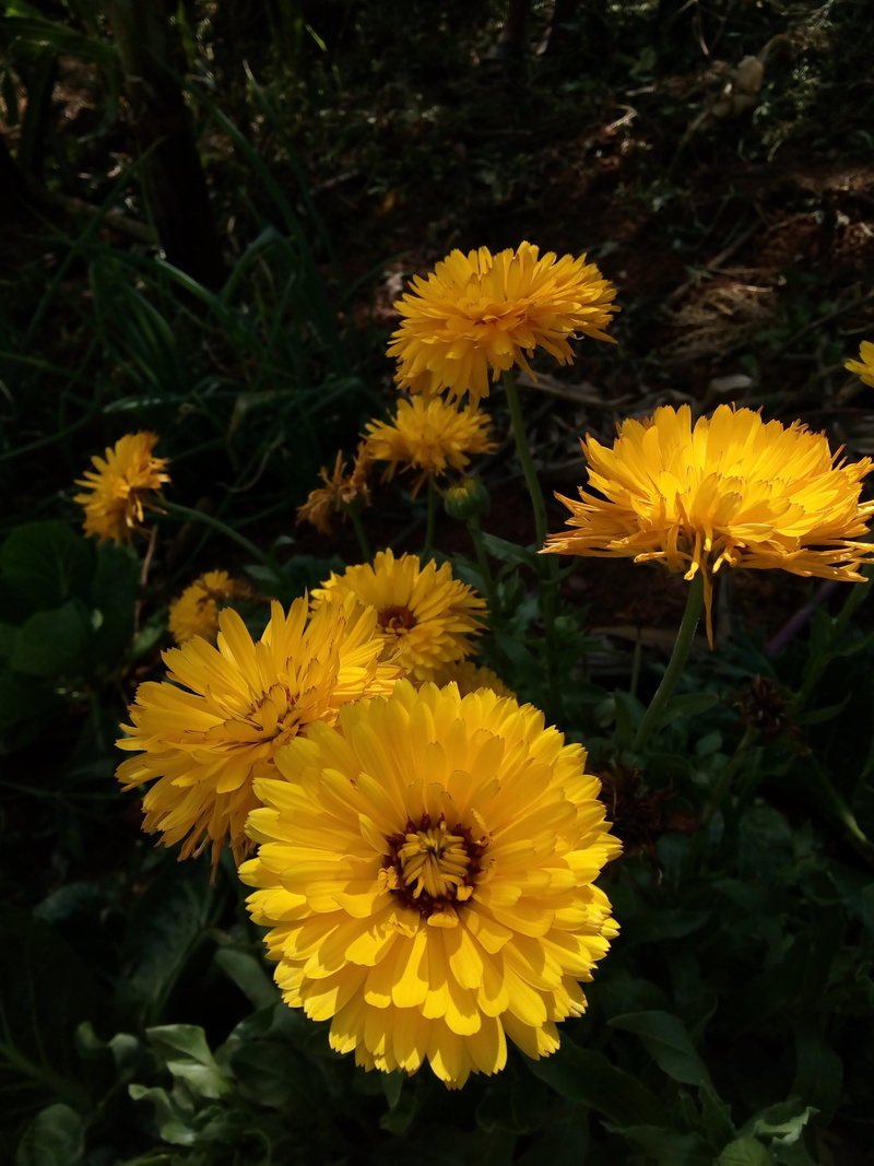 fragility, floral, petal, freshness, naturaleza, no people, high angle view, calendula, plant, amarillo, flower, flowering plant, nature, 4K, outdoors