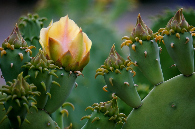 flower, succulent, beauty in nature, amarillo, plant part, yellow, green color, fruit, no people, growth, close-up, healthy eating, day, nature, leaf, cactus