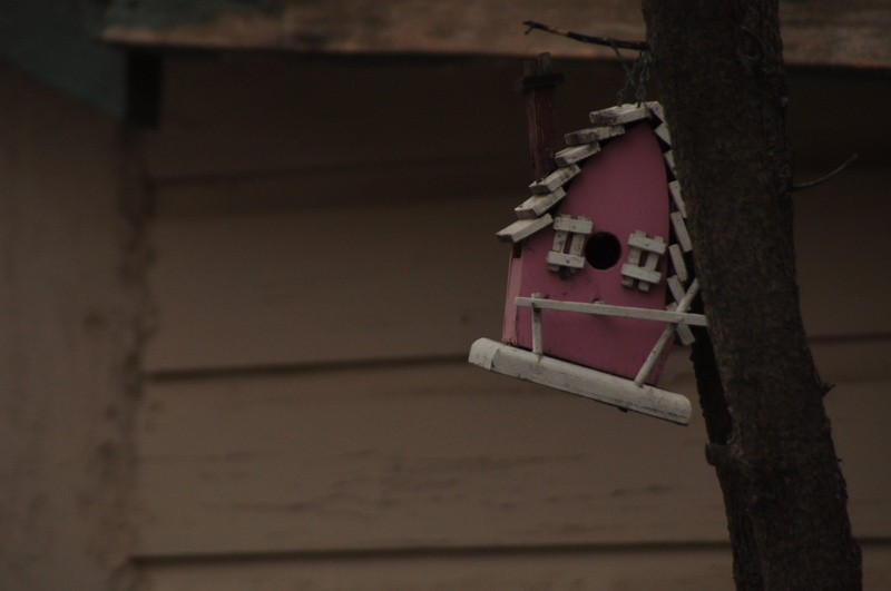 wall - building feature, nature, hanging, building, united states, tree trunk, tied up, built structure, safety, architecture, dark, close-up, birdhouse