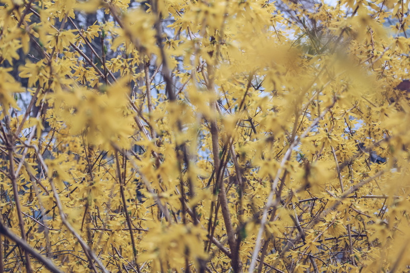 5K, flores, yellow, backgrounds, selective focus, autumn, tranquility, no people, forest, amarillo, united states, tree, vulnerability, flower, nature