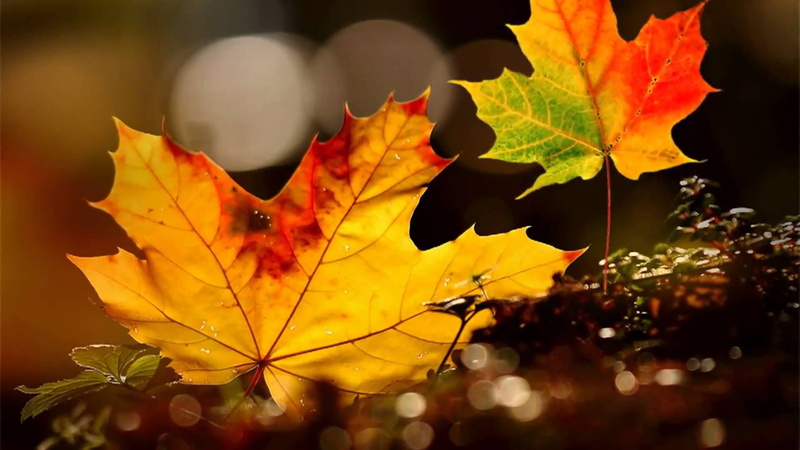 orange color, colores, growth, yellow, plant, leaf, natural condition, no people, leaves, 1080P, focus on foreground, sunlight, naturaleza, autumn, day