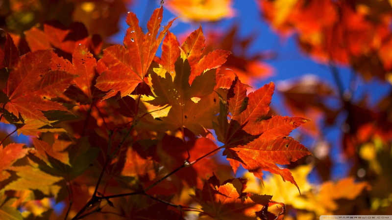 orange color, leaf, maple leaf, amarilla, autumn, close-up, growth, autumn collection, hoja, maple tree, 1080P, sunlight, branch, tranquility, leaves