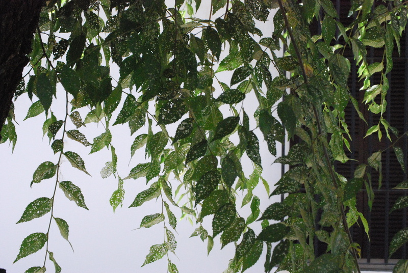 no people, green, plant part, day, green color, detalle, andalucia, outdoors, sky, spain, branch, close-up, leaves, 4K, detail, verde, trunk, nature, tranquility