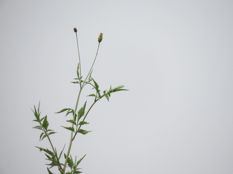 growth, flowering plant, cielo, studio shot, jar, no people, naturaleza, vase, vulnerability, 4K, plant, green color, apiaceae, freshness, day, gris, plan