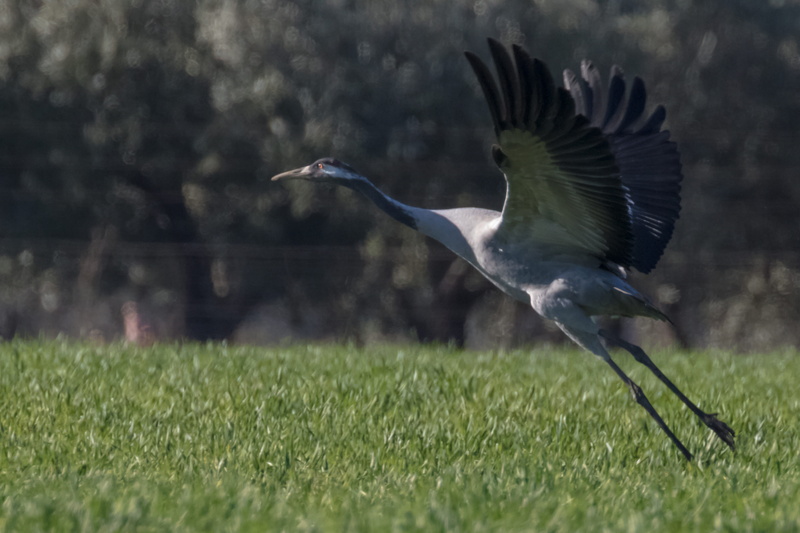 europe, outdoors, wildlife, one animal, motion, animal, european, flying, animal themes, 5K, field, wings, beak, vertebrate, day, plant, fall, nature