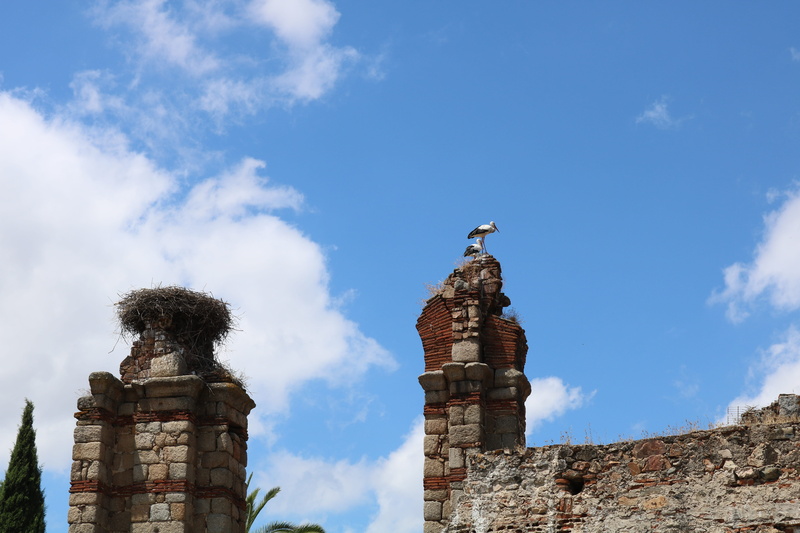 aqueduct, nests, stork, architecture, extremadura, roman, one animal, spain, sky, granite, emerita augusta, low angle view, animal wildlife, vertebrate