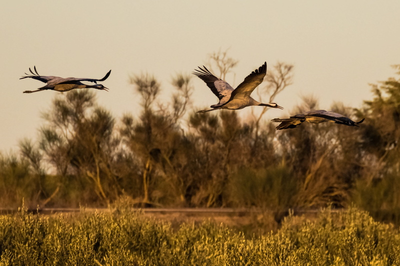 spread wings, 5K, day, outdoors, spain, bird, animal, mid-air, europe, two animals, extremadura, nature, plant, sky, european, no people, animals in the wild