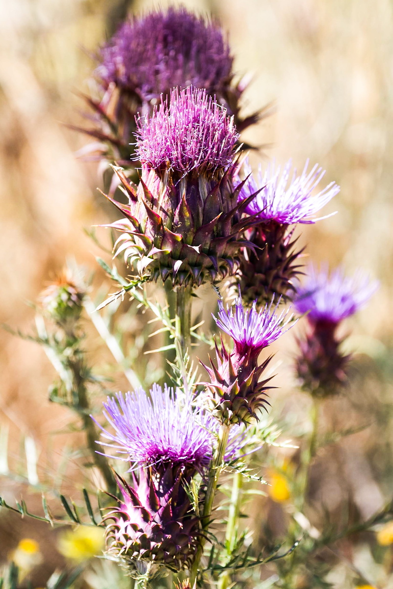 day, freshness, prickly, flower head, flowering plant, beauty in nature, petal, close-up, selective focus, fragility, vulnerability, nature, 5K, plant