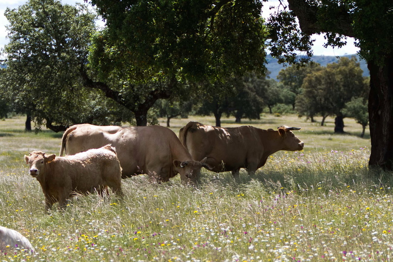 extremadura spain, graze, group of animals, eating, tree, rural, cow, field, meadow, growth, spring, cattle, landscape, herd, cows, day, pets, animal themes