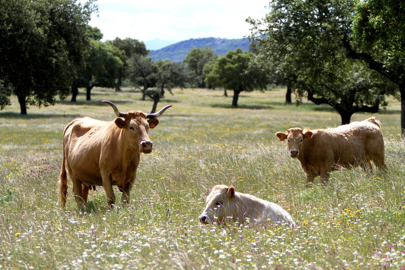 domestic, encinas, animal, meadow, extremadura spain, herbivorous, pets, animal themes, cows, hills, land, plant, vertebrate, spring, three, mammal, grass