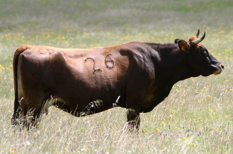 pastoral, grazing, plant, rural, land, animal wildlife, side view, livestock, cow, field, domestic animals, 4K, profile view, graze, meadow, no people