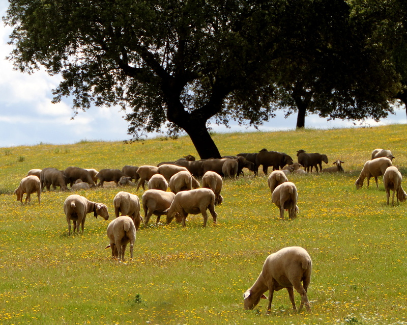 animal family, landscape, meadow, domestic animals, encina, herbivorous, sheep, outdoor, field, farming, large group of animals, extremadura spain, mammal