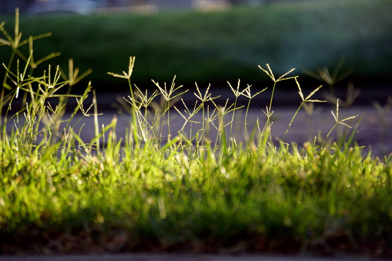 landscape, beauty in nature, close-up, growing, united states, green, amarillo, day, plant, green color, fragility, tranquility, tranquil scene, environment