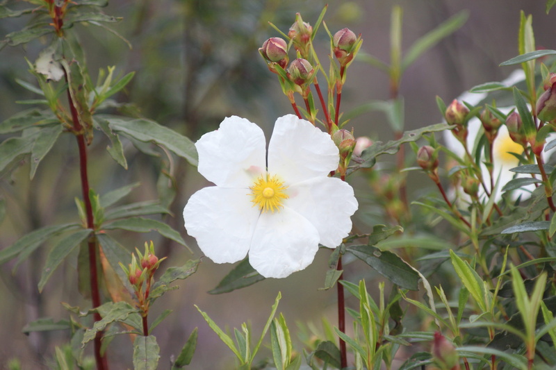 nature, fragility, petals, monfrague, flower, focus on foreground, day, leaf, growth, inflorescence, close-up, flowers, freshness, plant part, petal, no people