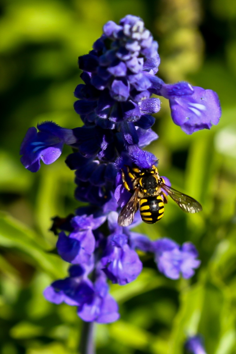 freshness, beauty in nature, garden, animals in the wild, animal, flora, nature, vulnerability, one animal, animal wildlife, pollination, summer, animal themes
