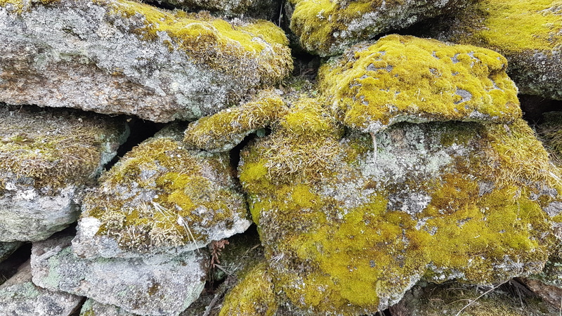 close-up, green wall, lichen, flowing water, rock, growth, yellow, beauty in nature, extremadura, 4K, outdoor, textured, outdoors, backgrounds, full frame