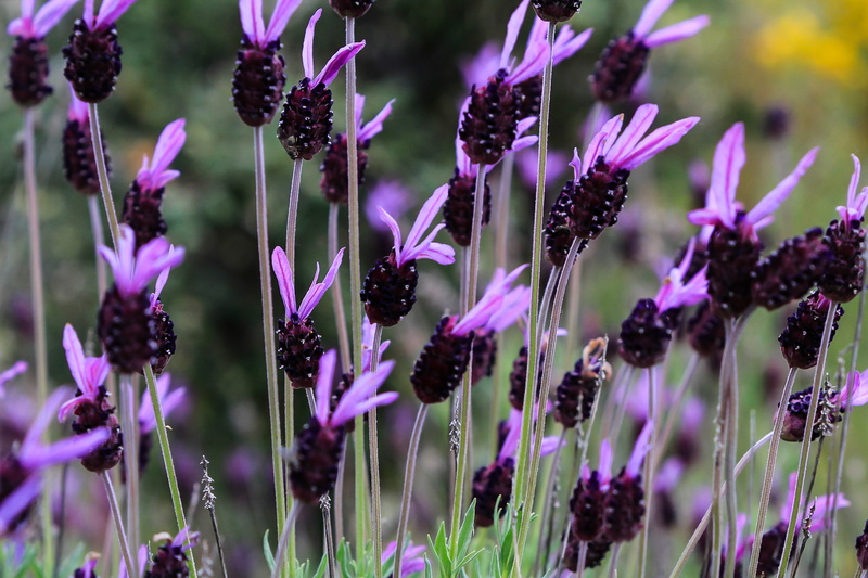 lavender, ornamental garden, purple, plant, flowerbed, herbal, petal, flower, beauty in nature, no people, flowering plant, extremadura, growth, freshness