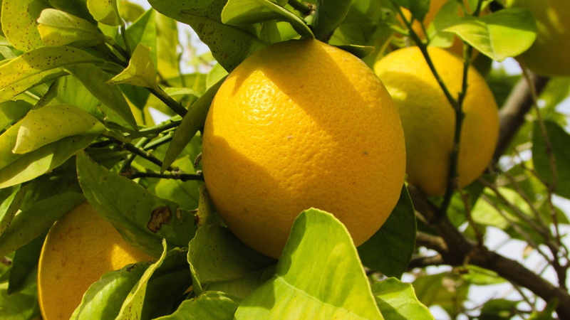 naranjas, 2K, naturaleza, frutas