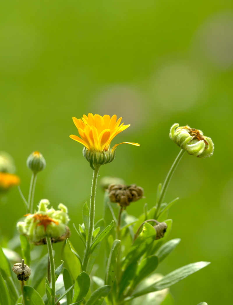plant, jardín, Flower, garden, bloom, outdoors, summer, nature, Photographer, photography, planta, yellow, Caléndula, green Color, macro, close-up, 2K
