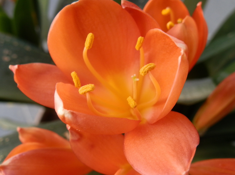 flowering plant, care, focus on foreground, plant, Flowers, Orange, pollen, Beautiful, outdoors, broad, freshness, petaled, orange color, no people, fragility
