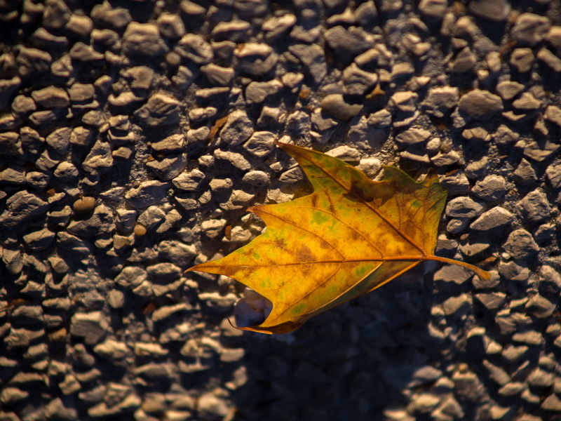 orange, oja, automn, sombra, sunlight, leaves, autumn, change, selective focus, sol, background, gravel, pebble, pattern, yellow, feuille, shadow, maple leaf