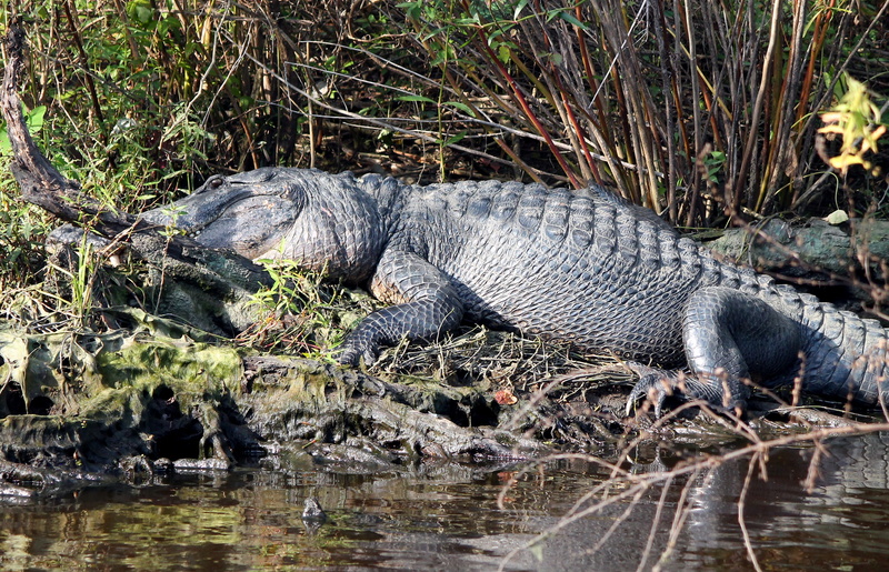 animals in the wild, animal wildlife, vertebrate, animal themes, 4K, waterfront, reflection, nature, predator, crocodile, outdoors, no people, water, alligator