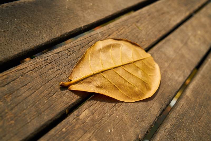 brown, nature, nobody, tree, leaf, still life, bench, day, close-up, food, season, plank, textured, detail, food and drink, Wood, wood grain, Background