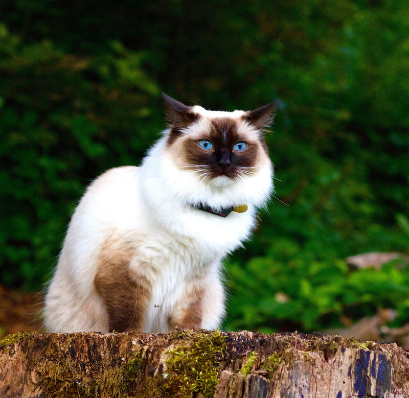 2K, one animal, domestic, slab, focus on foreground, pets, domestic animals, animal, domestic cat, sitting, himalayan, day, mammal, whisker, plant, cat