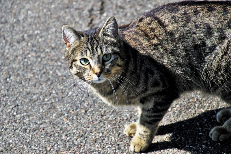 sit, mammals, whisker, cats eyes, look, tomcat, one animal, 5K, cat, portrait, coat, animal themes, domestic cat, silver, furry, asphalt, gray, young