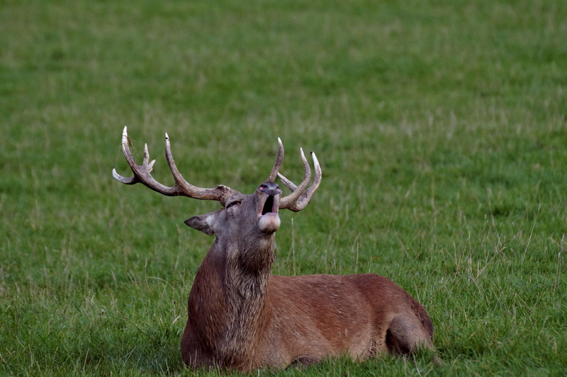brown, animal, outdoors, one animal, 5K, grass, land, slab, no people, animal themes, nature, animal wildlife, herbivorous, plant, field, vertebrate, animals in the wild