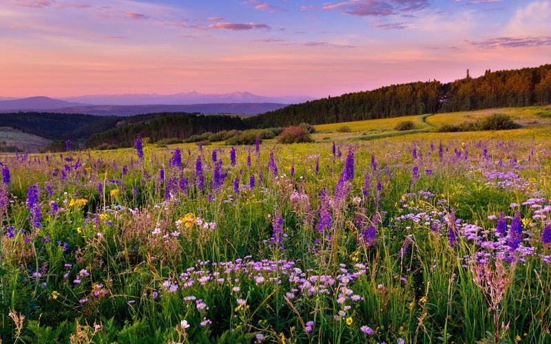 forest, herbs, different, pine, 1080P, sky, mountain, trees, colors, pink, desktop, meadow