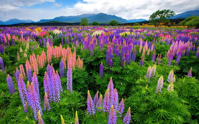 meadow, 1080P, colors, desktop, different, beautiful, hd, lupinus, flowers