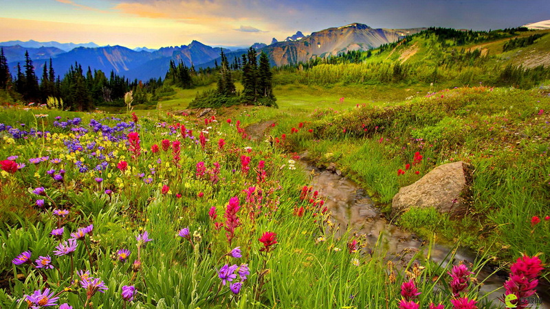grass, green, peaks, mountain, trees, meadow, sharp, flowers, stone, pine, mountains, landscape, colorful, hd, 1080P, stream