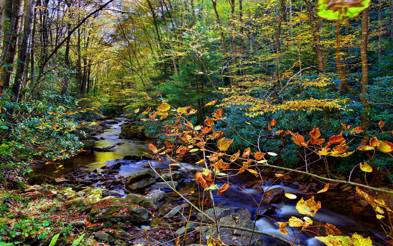 tranquility, no people, creek, hd, forest, flowing, scenics - nature, trees, color, nature, 5K, beauty in nature, plant, flowing water, woodland