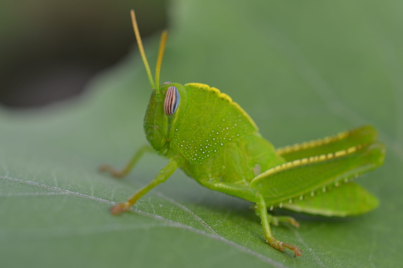 close-up, bee, star symbol, ant, goggles, animal themes, green, day, animal eye, animal body part, scorpion, focus on foreground, nature, grasshopper, grasshoper