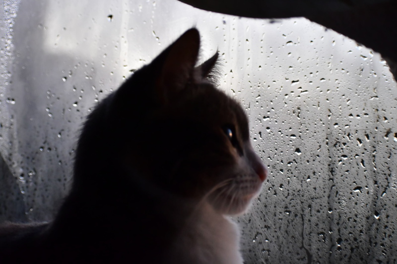 abyssinian, domestic cat, indoors, dog, domestic animals, 2K, gemstone, feline, canine, wet, arachnid, rainy season, close-up, cat, looking, droplets