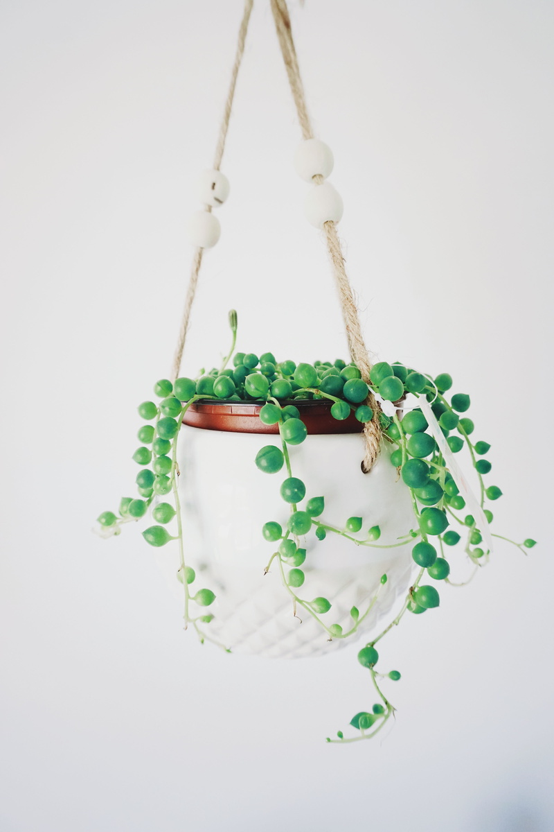 personal accessory, white background, no people, vegetable, wall, plant, hanging, accessories, leafed, freshness, ornament, jewelry, floral design, art and craft