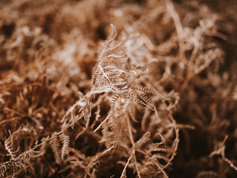outdoors, pinaceae, plant, root, spider, close-up, fern, photography, focus on foreground, backgrounds, leaves, coniferous tree, pine tree, algae, snowflake