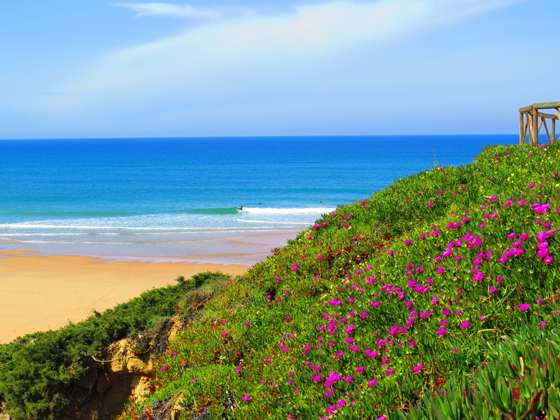ericera, day, land, horizon over water, ocean, freshness, scenics - nature, 4K, growth, nature, outdoors, ericeira, beauty in nature, sky, flower, portugal