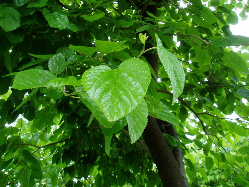 morera, 720P, naturaleza, verde, hojas