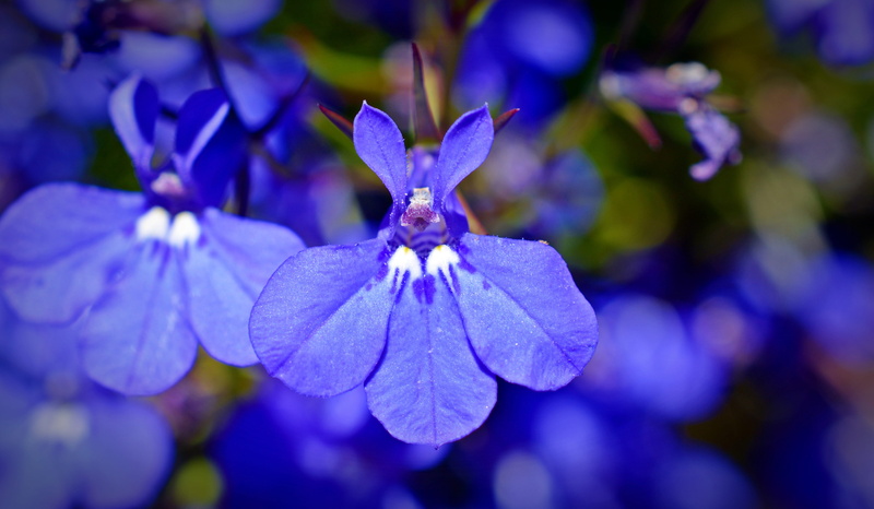 inflorescence, Praise, garden plant, day, growth, petal, 5K, flower head, purple, Greenhouse, Bell, fragility, blue, selective focus, beauty in nature