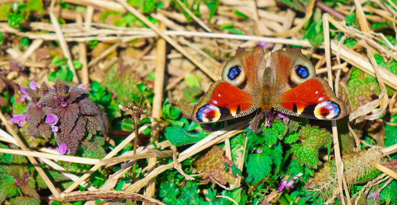 plant, day, beauty in nature, vanessa i, land, animals in the wild, invertebrate, plant part, animal wing, insect, nature, butterfly, animal themes, moth ubiquitous