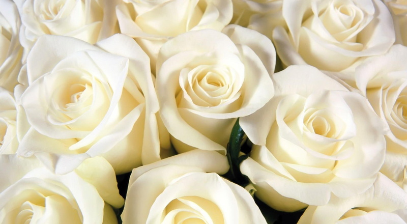 white, pure, bouquet, tenderness, soft, nature and landscapes, petals, white roses, 1080P, roses